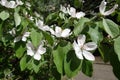Pure white flowers in the leafage of quince in May Royalty Free Stock Photo