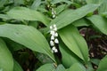 Pure white flowers of lily of the valley in May