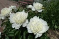 Pure white flowers of peonies Royalty Free Stock Photo
