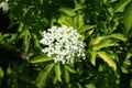 Pure white flowers of Sambucus nigra