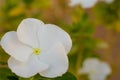 Pure white flowers of showy evening primrose