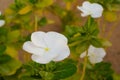 Pure white flowers of showy evening primrose