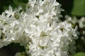 Pure white lilac, this accumulation of flowers shines.