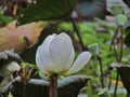 Pure White Lotus Blossom with Morning Dewdrops Royalty Free Stock Photo