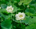 Pure white lotus flower Royalty Free Stock Photo