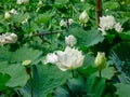 Pure white lotus flower Royalty Free Stock Photo