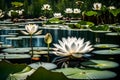 Pure white lotus flowers and lovely white lotus flowers can be seen in the lake and on lotus flower plants Royalty Free Stock Photo