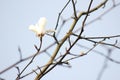 Pure white magnolia flower blossoming on the branch Royalty Free Stock Photo