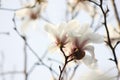 Pure white magnolia flower blossoming on the branch Royalty Free Stock Photo