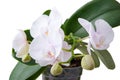 Pure white orchid Royalty Free Stock Photo