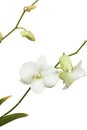 Pure White orchid on isolated white background Royalty Free Stock Photo