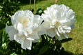 Pure white peony flowers in full bloom Royalty Free Stock Photo