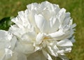 Pure white peony flowers in full bloom Royalty Free Stock Photo