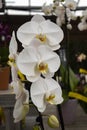 Pure White Phalaenopsis Orchid Royalty Free Stock Photo