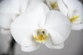 Pure white phalaenopsis orchid Royalty Free Stock Photo