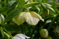 pure white and pink white Christmas Rose Helleborus Niger flowers close-up. early spring flowers. spring floral background Royalty Free Stock Photo