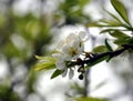 Pure white plum flower Royalty Free Stock Photo