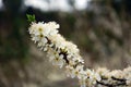 Pure white plum flower Royalty Free Stock Photo