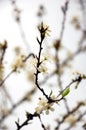 Pure white plum flower Royalty Free Stock Photo