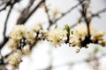 Pure white plum flower Royalty Free Stock Photo