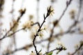 Pure white plum flower Royalty Free Stock Photo