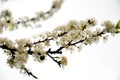 Pure white plum flower Royalty Free Stock Photo