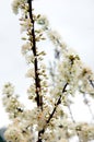 Pure white plum flower Royalty Free Stock Photo