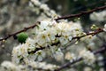 Pure white plum flower Royalty Free Stock Photo