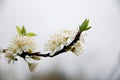 Pure white plum flower Royalty Free Stock Photo