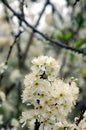 Pure white plum flower Royalty Free Stock Photo