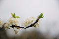 Pure white plum flower Royalty Free Stock Photo