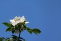 Pure White Rose against Blue Sky Royalty Free Stock Photo