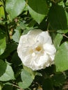 Pure white rose flower with green leaves and grassy background nature natural outdoor photography Royalty Free Stock Photo