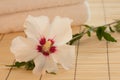 Pure White Rose of Sharon in a Spa Vignette