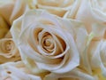 A pure white rose. A symbol of love and purity