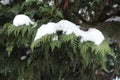 Pure white snow on branch of Lawson cypress