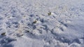 Pure white snow-covered surface. Stones and yellow stalks of dry grass Royalty Free Stock Photo