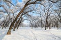 The pure white snow scenic Royalty Free Stock Photo