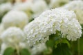 Pure white summer hydrangea flower head Royalty Free Stock Photo