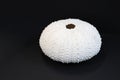 A pure white sun and salt water bleached perfect Kina or sea urchin shell, displaying amazing intricate dot patterns. Against a Royalty Free Stock Photo