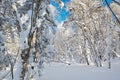 The pure white world on the forest Royalty Free Stock Photo