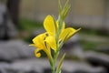 Pure Yellow Canna flower Royalty Free Stock Photo