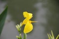 Pure Yellow Canna flower