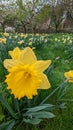 Pure yellow daffodil amongst others in grass