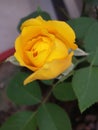Pure Yellow Rose