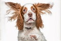 English cocker spaniel young dog is posing. Cute playful white-braun doggy or pet is playing ai generated