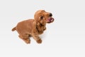 Studio shot of english cocker spaniel dog isolated on white studio background Royalty Free Stock Photo