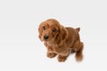 Studio shot of english cocker spaniel dog isolated on white studio background Royalty Free Stock Photo