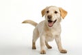 Pure youth crazy. young dog is posing. Cute playful doggy or pet is playing and looking happy Royalty Free Stock Photo