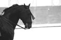 Pureblood Black Spanish Horse Spain Madrid Royalty Free Stock Photo